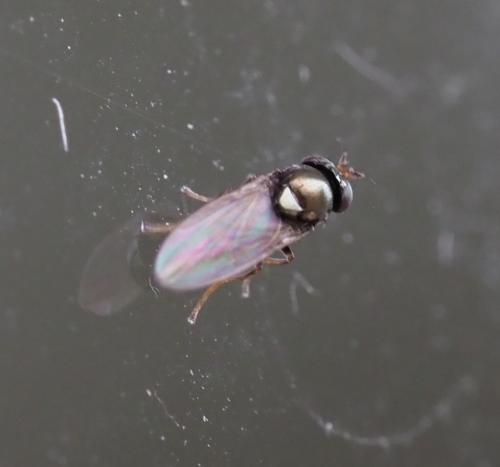Psilopa nitidula